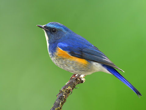 Himalayan bluetail or orange-flanked bush-robin (Tarsiger rufilatus) beautiful blue bird with orange side feathers perching on the stick over fine blur green background, exotic nature