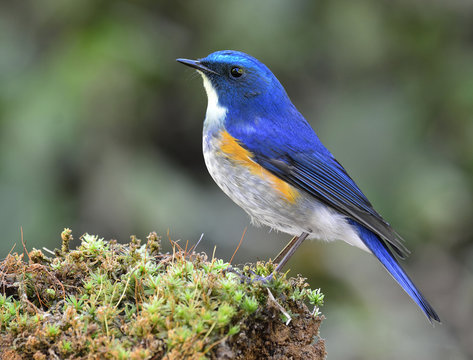 Himalayan bluetail or orange-flanked bush-robin (Tarsiger rufilatus) beautiful blue bird with yellow side marking feathers perching on the grass dirt, an amazing nature