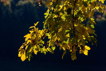 Autumn leaves on sun, front of natural dark background. Selective focus used on tree branch.