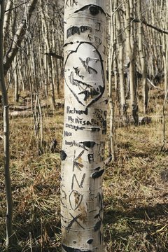 A tree covered in names scratched into the bark.