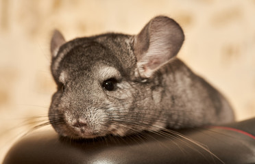 chinchilla of standard color