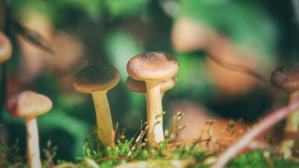 Pilze im Herbstwald