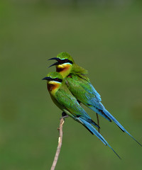 Lovely pair of Blue-tailed bee-eater (Merops philippinus) beautiful green birds with blue tails perching on the stick over blur green background