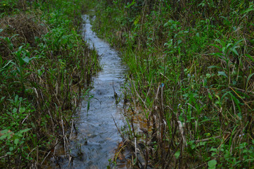 small stream in the woods