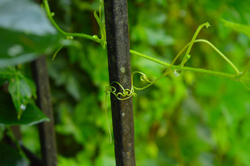 creeper catching a metal bar