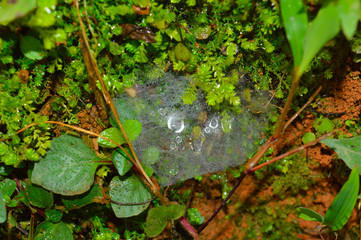 cobweb with dew drops