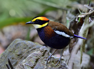 Malayan Banded Pitta (Hydrornis guajana) chubby multiple colors male bird perching on the rock over...
