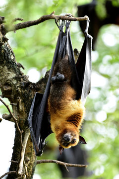 Lyle's flying fox (Pteropus lylei) scary mega fruit bat hanging up side down with one wing opened on tree branch in nature, exotic mamal