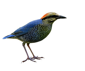 Male of Blue Pitta (Hydrornis cyaneus) beautiful blue bird with stripe belly and red head isolated on white background, exotic nature