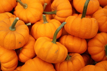 Pumpkin Pile