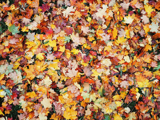 Autumn leaves yellow red at the green grass top view