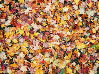 Autumn leaves yellow red at the green grass top view