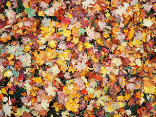 Autumn leaves yellow red at the green grass top view