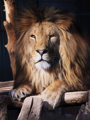Obraz premium Lion portrait looking to the left serious