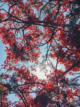 Red Flowering Tree