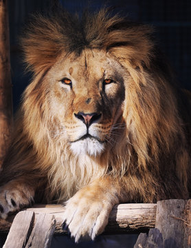 Lion portrait looking at the camera