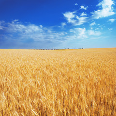 yellow wheat field under the blue sky