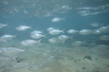 Snorkeling with tropical fish