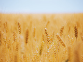 Fototapeta premium Wheat ear at the yellow wheat field under the blue sky