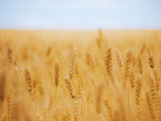 Wheat ear at the yellow wheat field under the blue sky