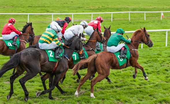 Race horses galloping a the start of a race
