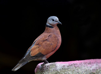 Male of Red turtle dove (Streptopelia tranquebarica) beautiful red bird perching on cement spot over black background