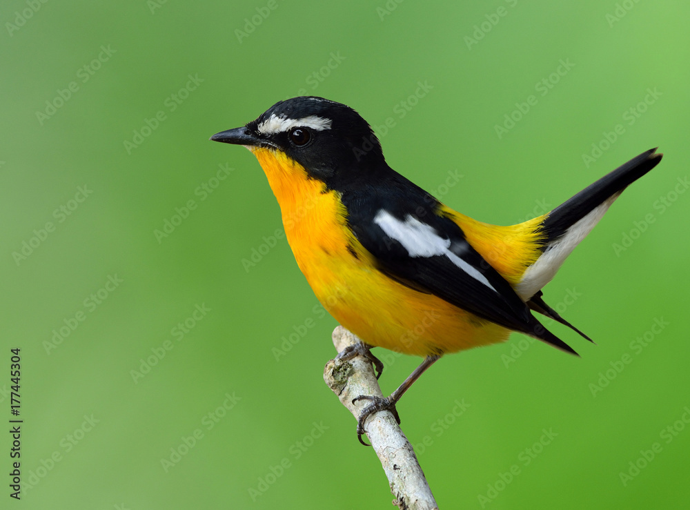 Wall mural Male of Yellow-rumped flycatcher (Ficedula zanthopygia) the beautiful yellow bird wagging its tail while perching on the stick, exotic nature