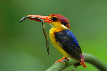 Oriental dwarf kingfisher (Ceyx erithaca) or black-backed kingfisher carrying earth worm with long tail to feed its chicks in the hole nest, beautiful orange and dark blue bird
