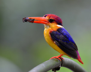 Oriental dwarf kingfisher (Ceyx erithaca) or black-backed kingfisher carrying spider to feed its chicks in the hole nest, beautiful orange and dark blue bird