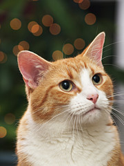 Pet Portrait at Christmas