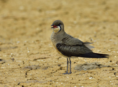 Oriental pratincole (Glareola maldivarum) known as grasshopper-bird or swallow-plover is a wader in the pratincole family, Glareolidae