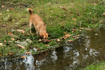 dog on walk
