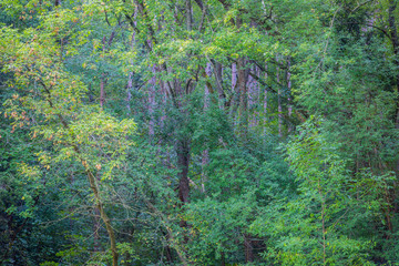FOREST