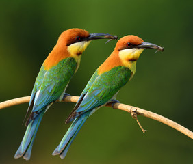 Pair of Chestnut-headed Bee-eater (merops leschenaulti) beautiful orange head and green wing birds perching on the branch picking bee in theirs bills to feed chicks in the hole nest, exotic nature