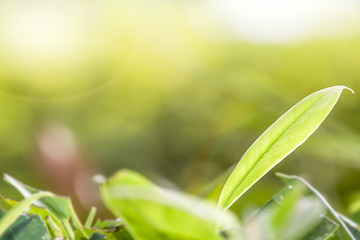 Green tea leaves in the tea garden in the morning.