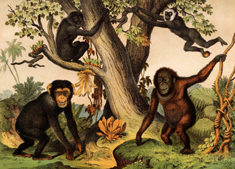 Mammals. Monkeys in the wild. © ruskpp