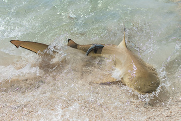 Fototapeta premium Blacktip reef shark, shark trying to catch a tropical fish, with a remora fish on its back 