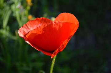 Fototapeta premium 51