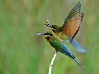 Obraz premium Parents of Blue-tailed Bee-eater perching on branch carrying insect and butterfly to feed their chicks in nest hole, lovely bird family