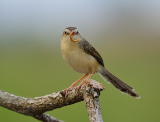 Plain Prinia (Prinia inornata) beautiful brown bird with long tail standing on wooden branch showing worm food over blur green background, exotic nature
