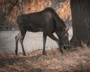 MOOSE