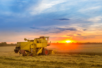 Obraz premium Mähdrescher bei Sonnenuntergang bearbeitet ein Getreidefeld
