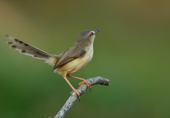 Obraz premium Plain Prinia (Prinia inornata) beautiful grey bird perching on a mossy stick with moving tail over green blur background, fascinated nature