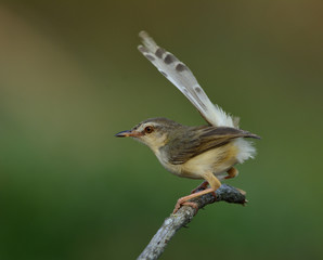 Plain Prinia (Prinia inornata) beautiful grey bird perching on a stick with lifting tail over green blur background, fascinated nature