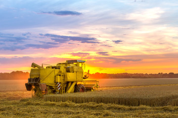 Obraz premium Mähdrescher bei Sonnenuntergang bearbeitet ein gold gelbes Getreidefeld.
