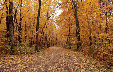 Path in autumn forest