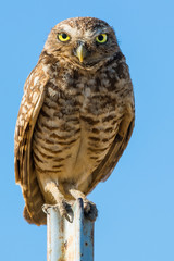 Burrowing Owl on fencepost withclear blue sky background