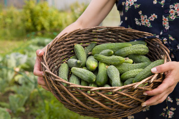 Closeup of woman's hands with plastic basket picking up organic cucumbers in the greenhouse. Healthy eating. Gardening and agriculture concept.