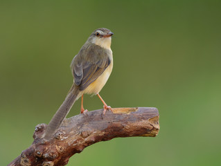 Plain, White-browed Prinia or Wren-Warbler Prinia (Prinia inornata) beautiful pale brow to yellow bird with long tails perching on the wooden  stick over blur green background, lovely nature