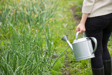 Closeup of woman's hands holding metal watering can and watering plants in the garden. Growing organic onions. Gardener working outdoors.